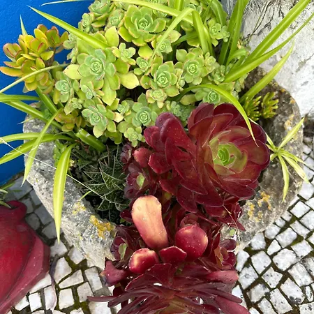 Casa Do Poço Óbidos