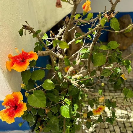 Casa Do Poço 4* Óbidos